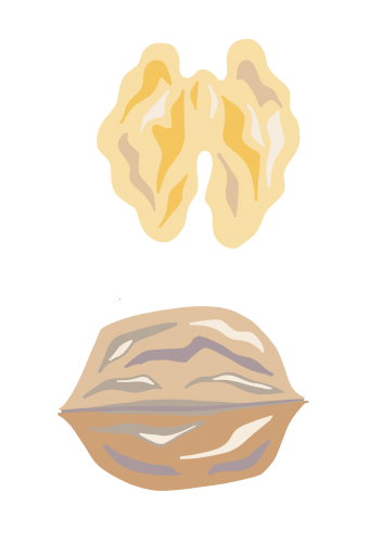 JB Nut Walnut JB Nut Walnut